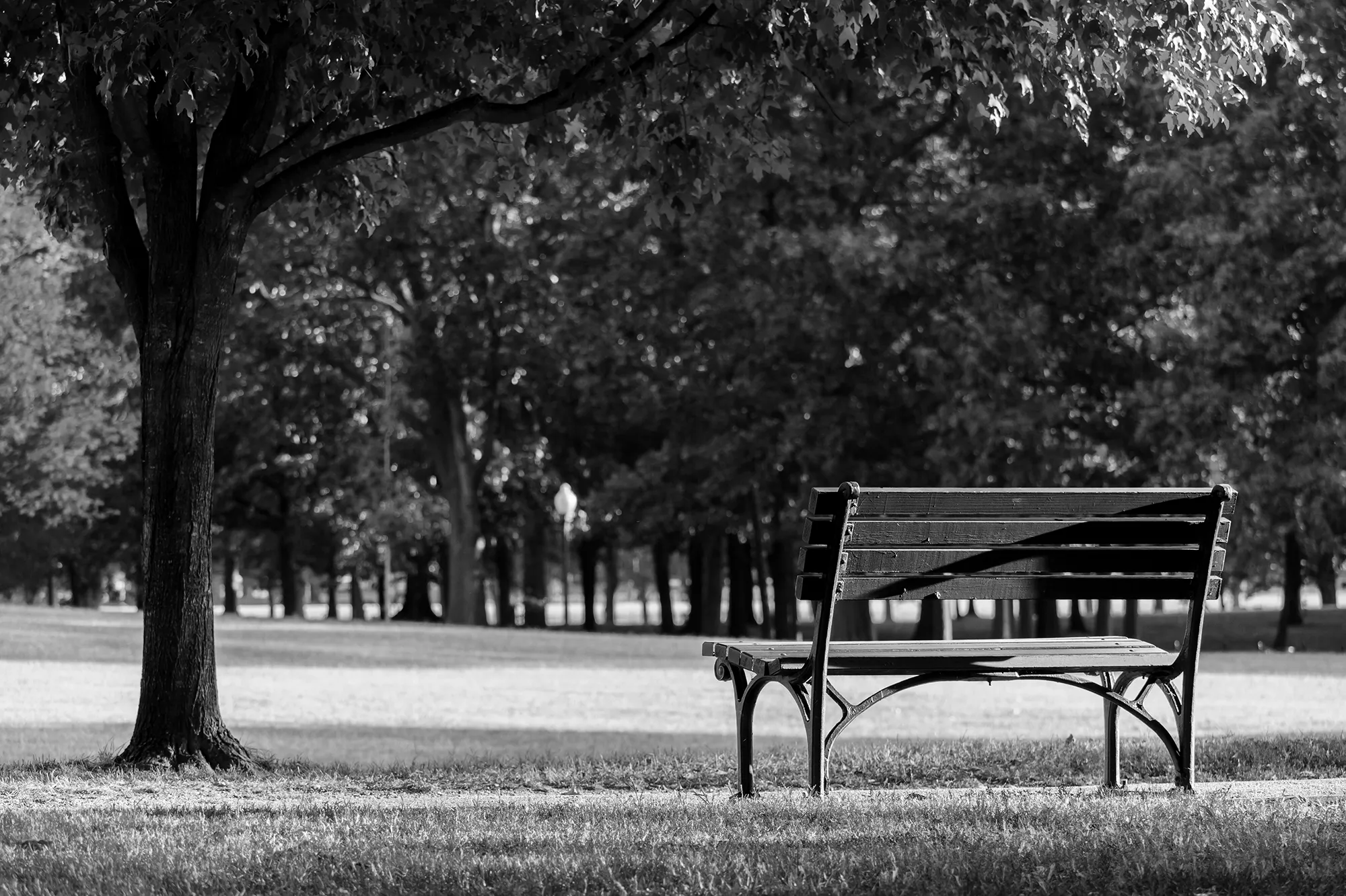 park-background